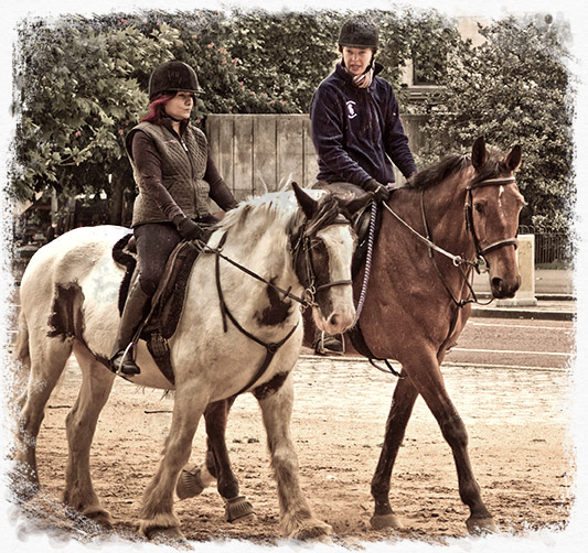 home_horse_pic10 home_horse_pic10